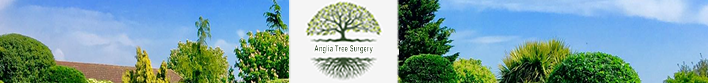 Anglia Tree Surgery Banner