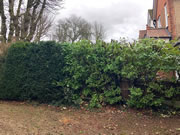 Picture of hedge trimming