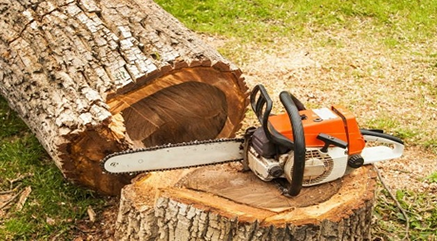 Tree felling picture