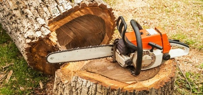 Tree Felling Picture