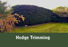 Hedge Trimming Button