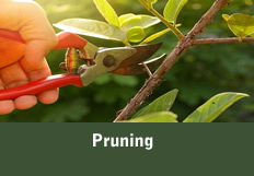 Pruning Button