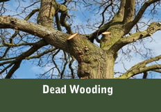 Dead Wooding Button